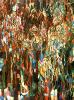   , 1916<br>  .  <br>Flowers of the World Flourishing. Oil on canvas. The Russian Museum<br>154.5x117 cm