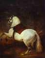  . 1634/35. , .  , <br>A White Horse. c. 1634/35. Oil on canvas. Palacio Real, Madrid, Spain. 